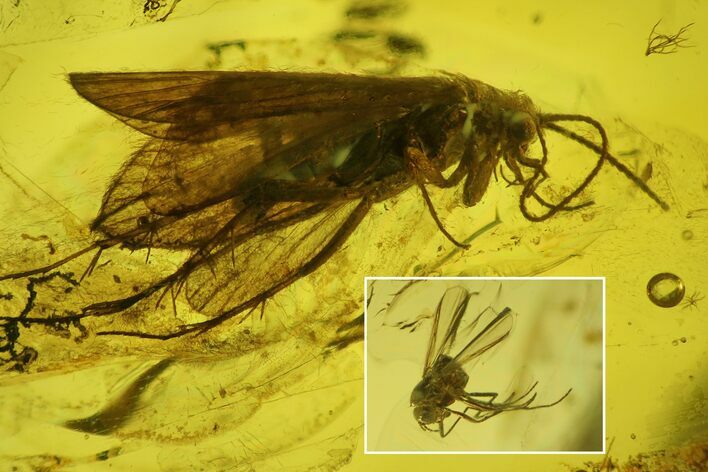 Fossil Caddisfly (Trichoptera) and Fly (Diptera) in Baltic Amber #200042